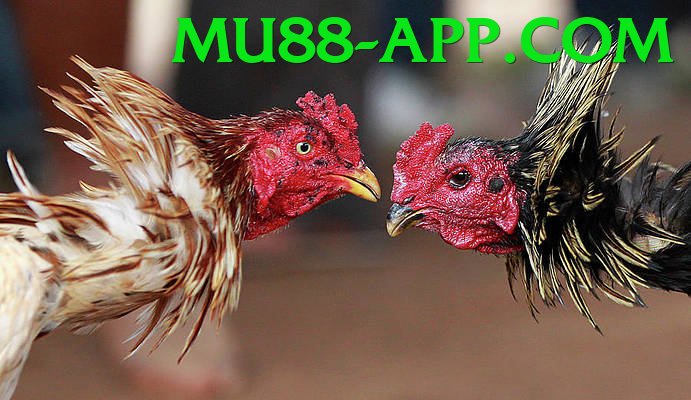 Trường Đấu Đá Gà Chuyên Nghiệp - Sự kiện giới hạn