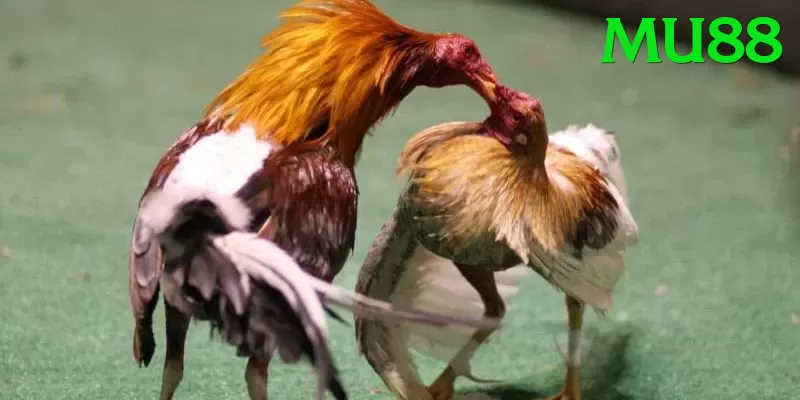 Đá Gà Trực Tiếp - Ưu đãi đặc biệt - Game thẻ bài